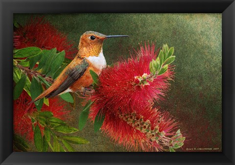 Framed Red Bloom Hummingbird Print