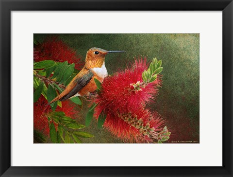 Framed Red Bloom Hummingbird Print