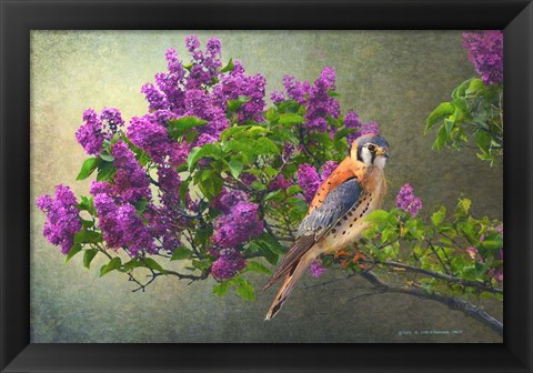 Framed Lilac Branch Kestrel Print