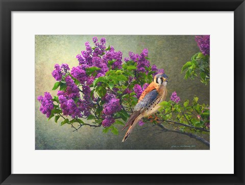 Framed Lilac Branch Kestrel Print