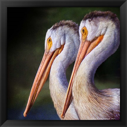 Framed Pelican Portrait Print