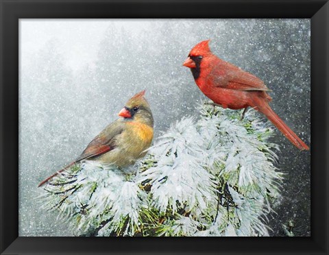 Framed Snow Cardinals Print