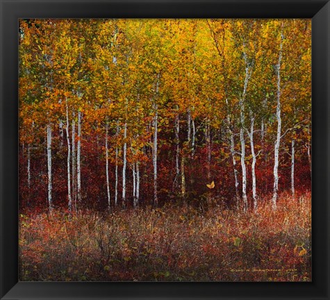 Framed Aspen Forest Near Kelly WY Print