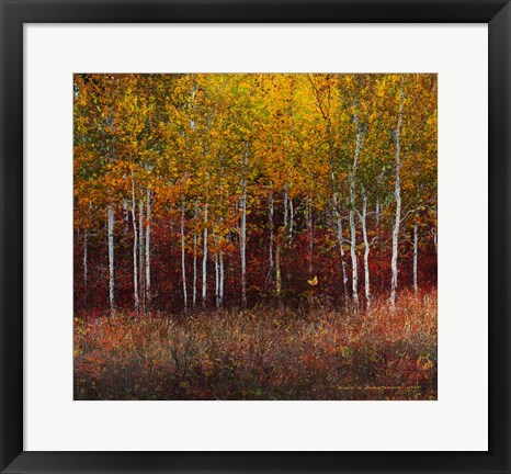 Framed Aspen Forest Near Kelly WY Print