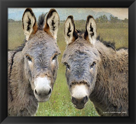 Framed Cute Donkeys Print