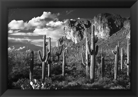 Framed Superstition Mtn Saguaros Arizona Print