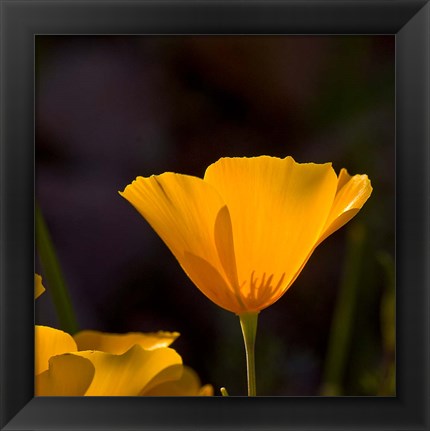 Framed Wildflowers Poppy Arizona 1 Print