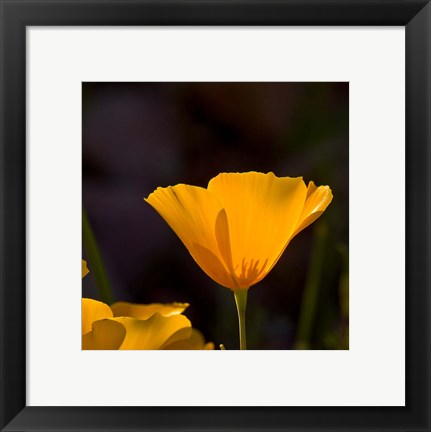 Framed Wildflowers Poppy Arizona 1 Print