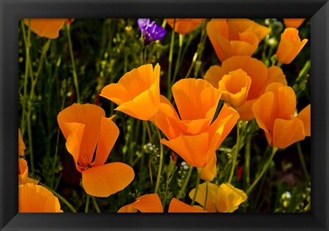 Framed Wildflowers Poppy Arizona 2 Print