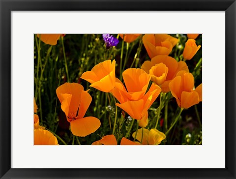 Framed Wildflowers Poppy Arizona 2 Print