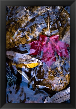 Framed West Fork Creek Leaves Print