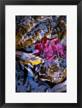 Framed West Fork Creek Leaves Print