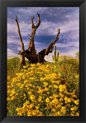 Framed Desert Flowers With Tree Arizona Print