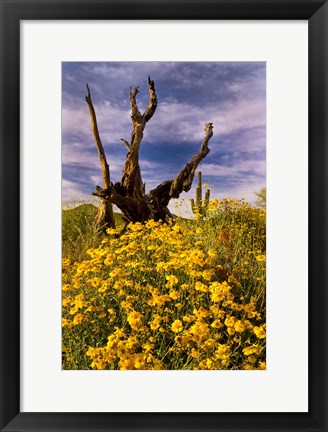 Framed Desert Flowers With Tree Arizona Print