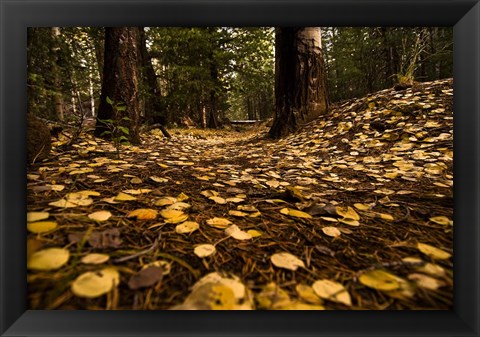 Framed Aspen Leaves Bismark Trail Arizona Mtns Print