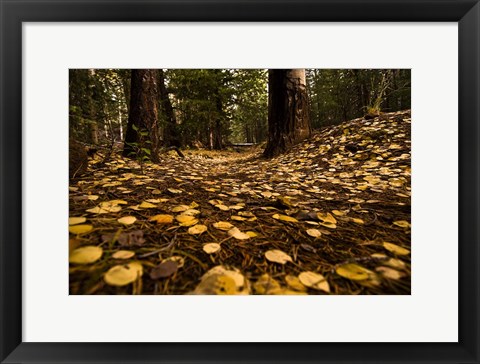 Framed Aspen Leaves Bismark Trail Arizona Mtns Print