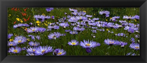 Framed Field Of Asters Colorado Mtns Print