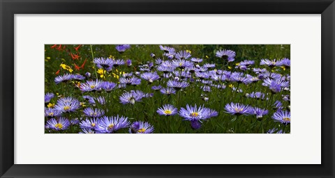 Framed Field Of Asters Colorado Mtns Print