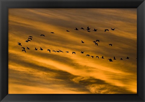 Framed Early Morning Bosque Del Apache New Mexico Print