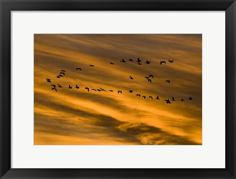 Framed Early Morning Bosque Del Apache New Mexico Print