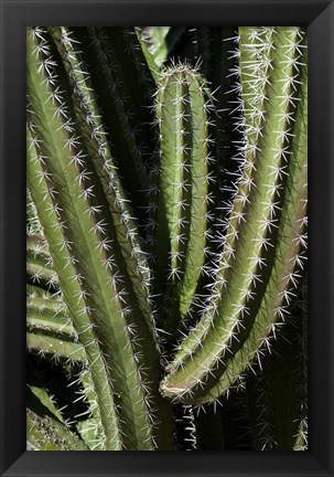 Framed Saguaro Cactus Arms Print