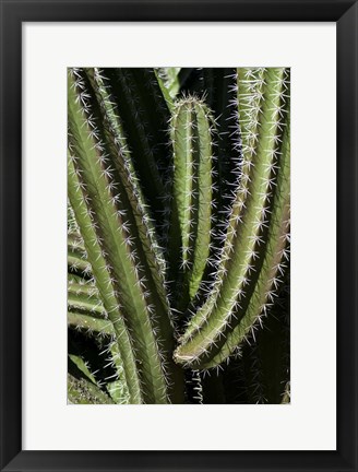 Framed Saguaro Cactus Arms Print