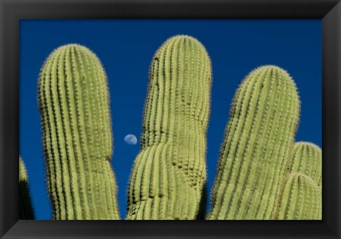 Framed Color Saguaro Cactus Moon Arizona Superstition Mtns Print