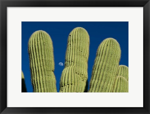 Framed Color Saguaro Cactus Moon Arizona Superstition Mtns Print