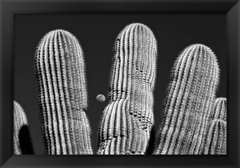 Framed Saguaro Cactus Arizona Superstition Mtns Print