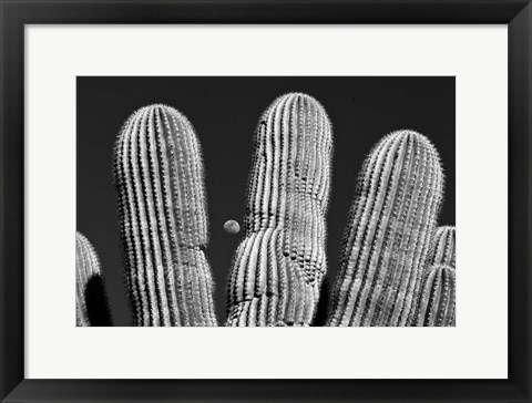 Framed Saguaro Cactus Arizona Superstition Mtns Print