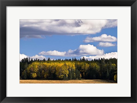 Framed Escudilla Mountain Meadow Fall 2 Print