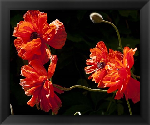 Framed Sante Fe Bright Red Poppies Print