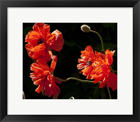 Framed Sante Fe Bright Red Poppies Print