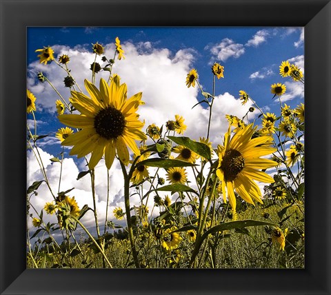 Framed Sunflowers Arizona Print