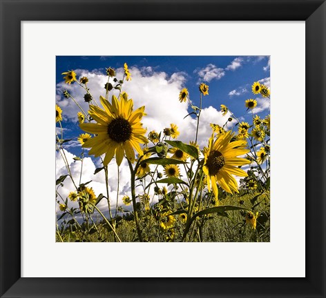 Framed Sunflowers Arizona Print