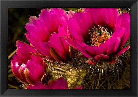 Framed Prickly Pear Cactus Arizona Desert Horizontal Print