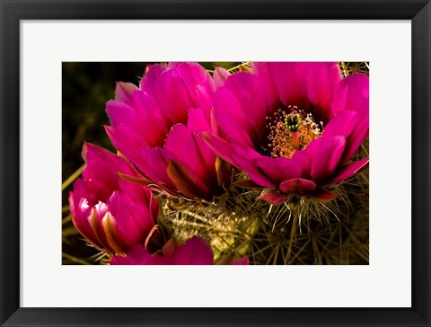 Framed Prickly Pear Cactus Arizona Desert Horizontal Print