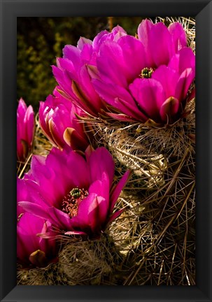 Framed Prickly Pear Cactus Arizona Desert Vertical Print