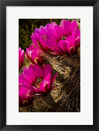 Framed Prickly Pear Cactus Arizona Desert Vertical Print