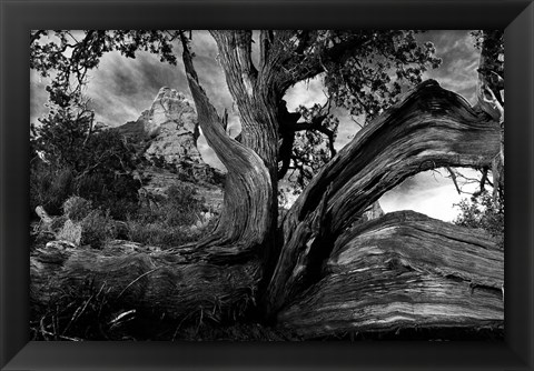 Framed Sedona Juniper Tree Print