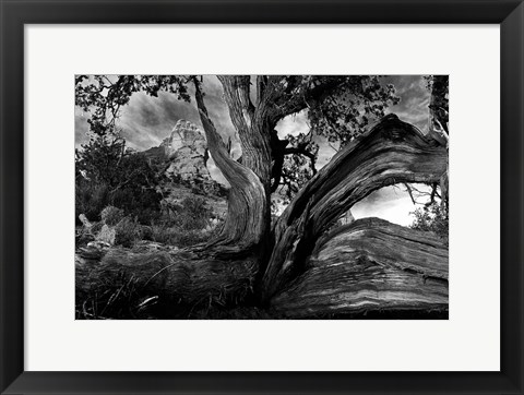 Framed Sedona Juniper Tree Print