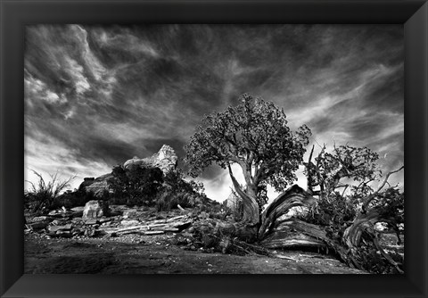 Framed Sedona Juniper Tree 2 Print