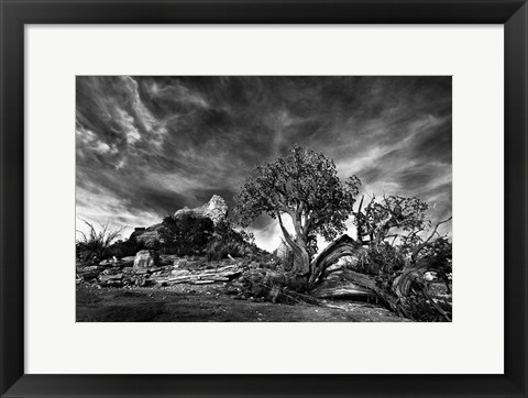 Framed Sedona Juniper Tree 2 Print