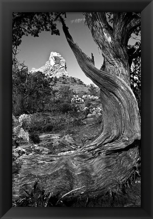 Framed Sedona Juniper Tree National Forest Print