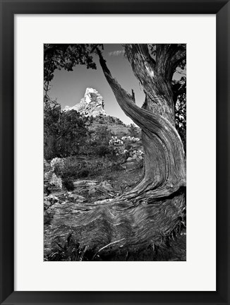 Framed Sedona Juniper Tree National Forest Print