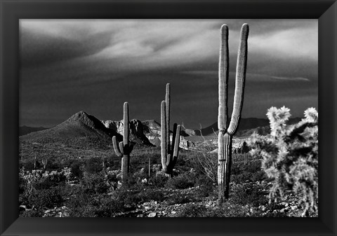 Framed Saguaros Superstition Mtns Arizona Print