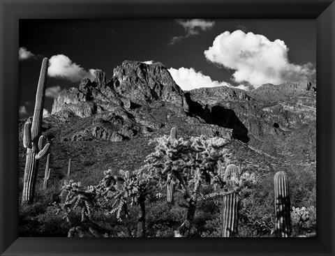 Framed Saguaros Lost Dutchman State Park Arizona Superstition Mtns Print