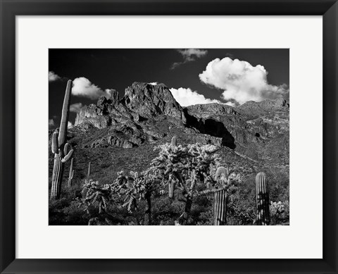 Framed Saguaros Lost Dutchman State Park Arizona Superstition Mtns Print