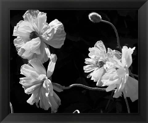 Framed New Mexico Poppies Print