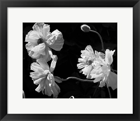 Framed New Mexico Poppies Print